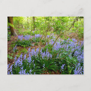 BLUEBELL WOOD ~ Postcard ~ 5