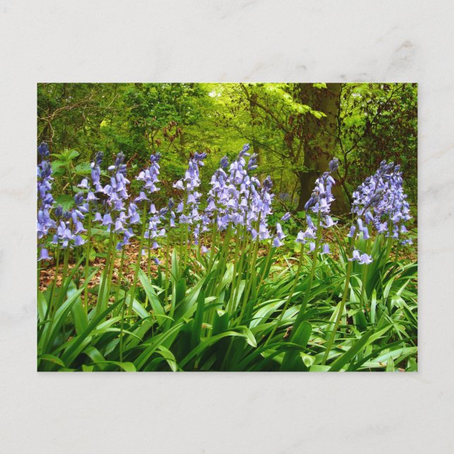 BLUEBELL WOOD ~ Postcard  # 5 (Front)