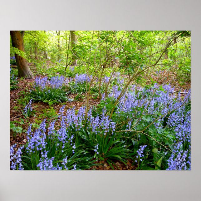 BLUEBELL WOOD ~ Poster # 3 (Front)
