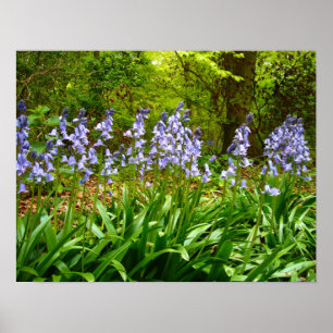 BLUEBELL WOOD ~ Poster # 5