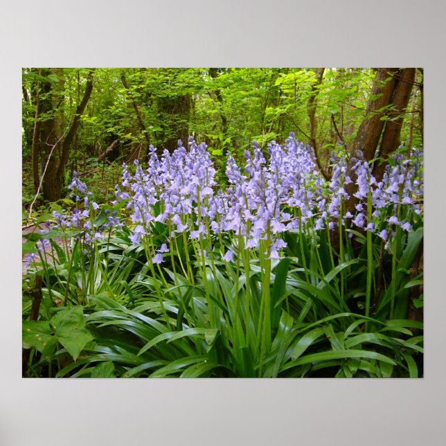 BLUEBELL WOOD ~ Poster # 9 (Front)