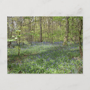 Bluebell Wood Poynton Cheshire Postcard