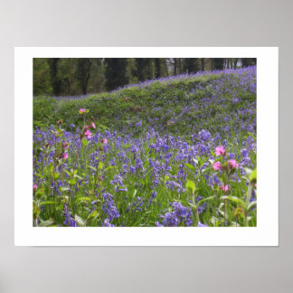 Bluebell Wood Print