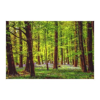 Bluebell Woods Canvas Print