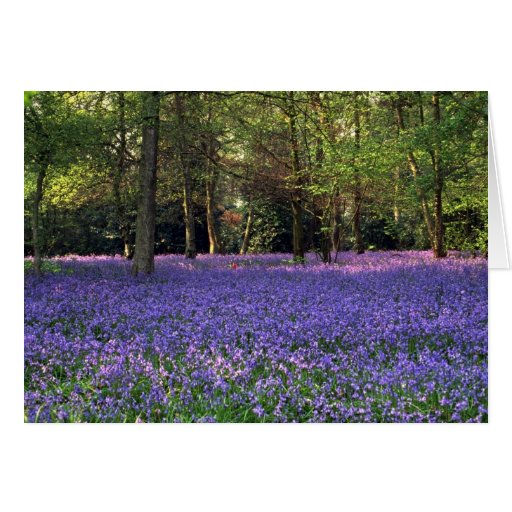 Image of Bluebell Woods, England
