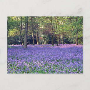 Bluebell Woods, England  flowers Postcard