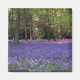 Bluebell Woods, England Magnet