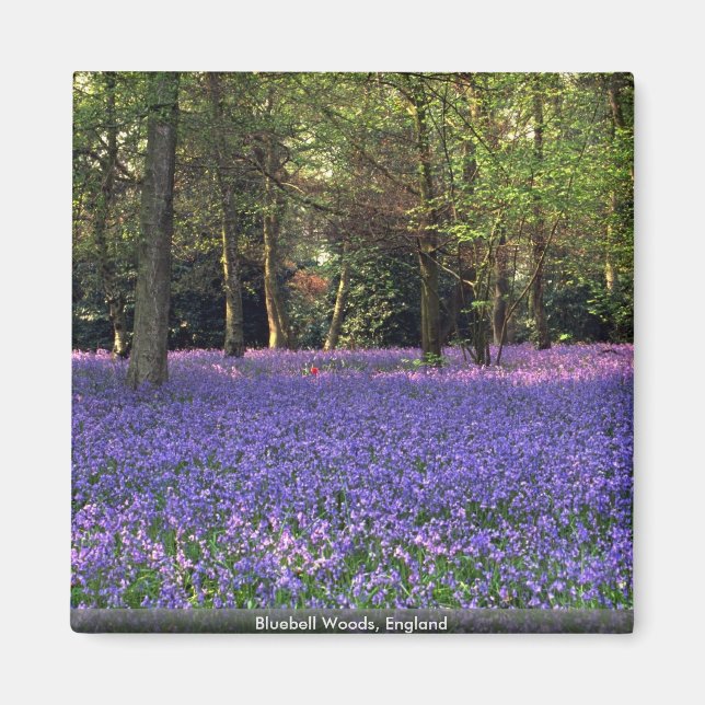 Bluebell Woods, England Magnet (Front)