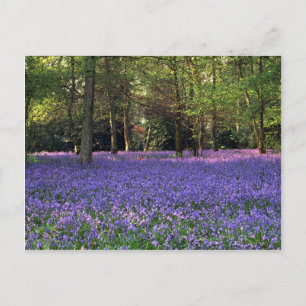 Bluebell Woods, England Postcard