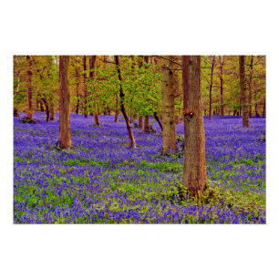 Bluebell Woods Greys Court Oxfordshire England Poster