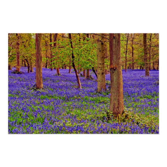 Bluebell Woods Greys Court Oxfordshire England Poster (Front)
