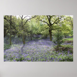 Bluebell Woods II Poster