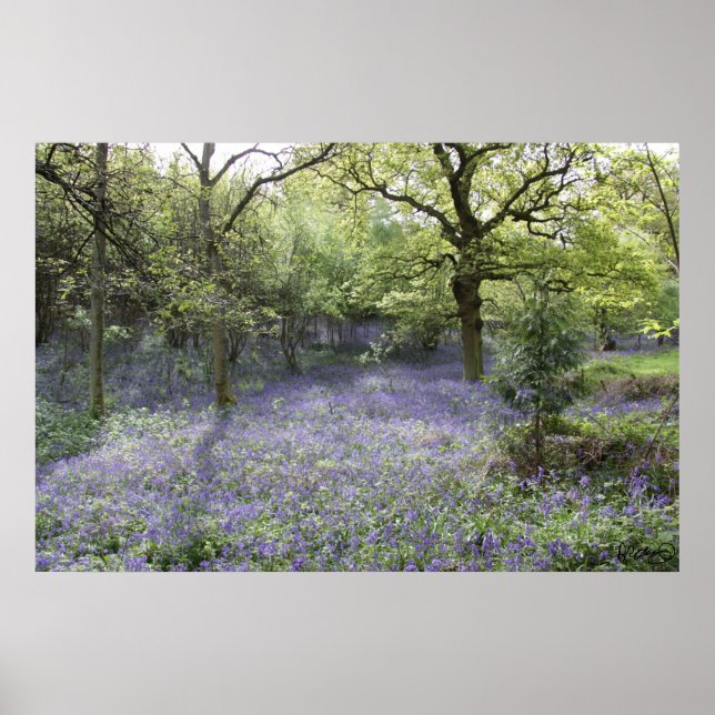 Bluebell Woods II Poster (Front)