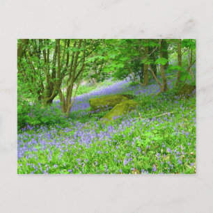 Bluebell Woods Postcard