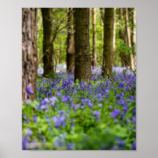 Bluebell Woods Poster