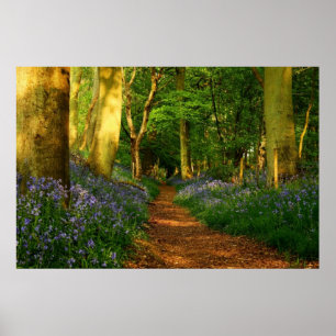 Bluebell Woods Poster