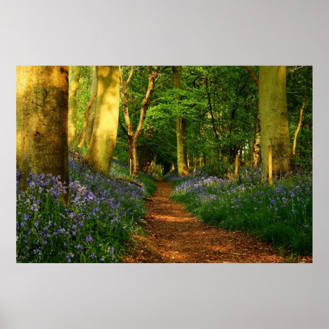 Bluebell Woods Poster (Front)