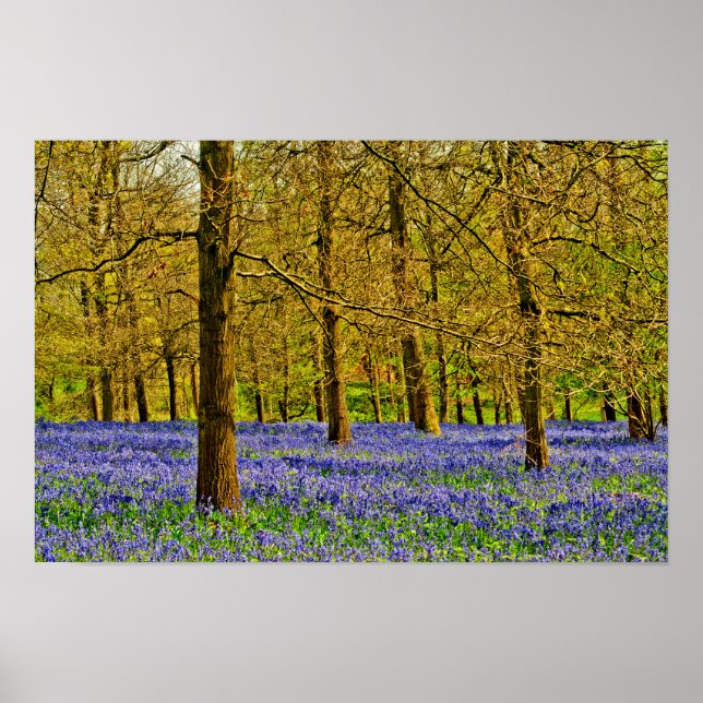 Bluebell Woods Spring Flowers Greys Court Poster (Front)