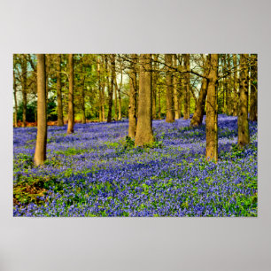 Bluebell Woods Spring Flowers Greys Court Poster