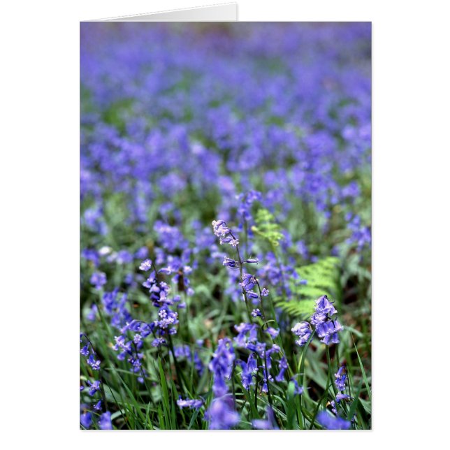 Bluebells (Front)