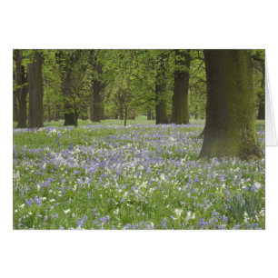 Bluebells and Oak Trees in Spring, Little Hagley