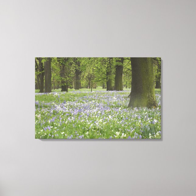 Bluebells and Oak Trees in Spring, Little Hagley Canvas Print (Front)