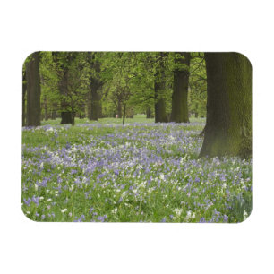 Bluebells and Oak Trees in Spring, Little Hagley Magnet