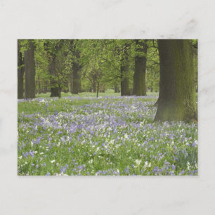 Bluebells and Oak Trees in Spring, Little Hagley Postcard