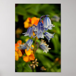 Bluebells Bluebell Spring Flowers Hyacinthoides Poster