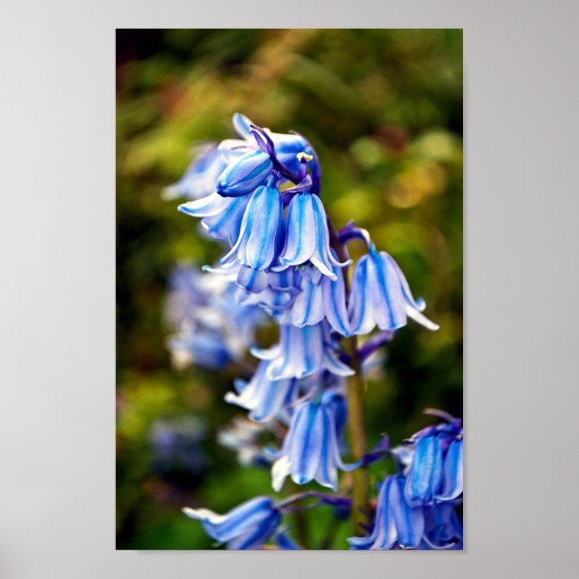 Bluebells Bluebell Spring Flowers Poster (Front)