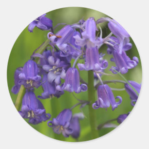 bluebells classic round sticker