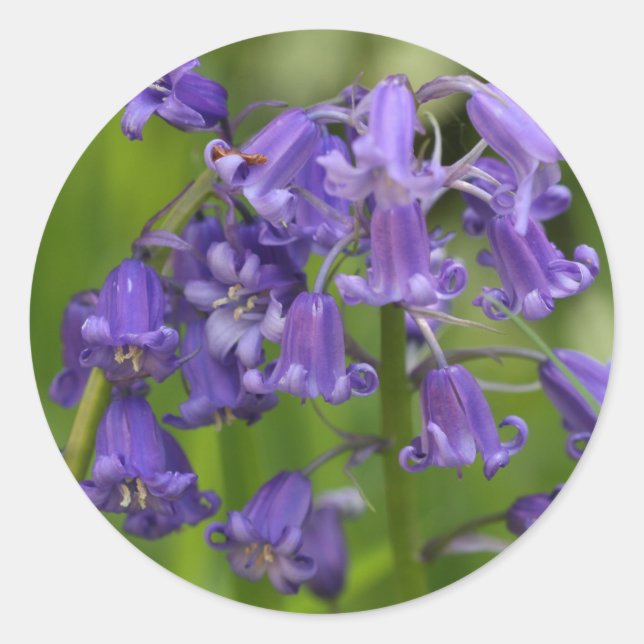 bluebells classic round sticker (Front)