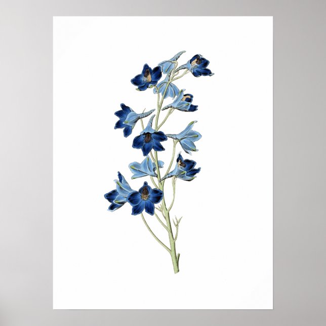 Bluebells Flowers Botanical Vintage Illustration Poster (Front)