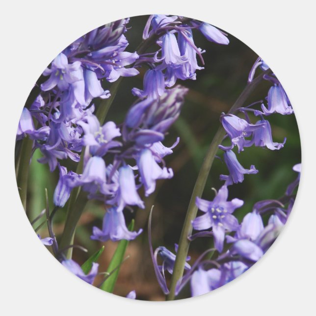 Bluebells Flowers Nature Floral Blue Purple Flower Classic Round Sticker (Front)