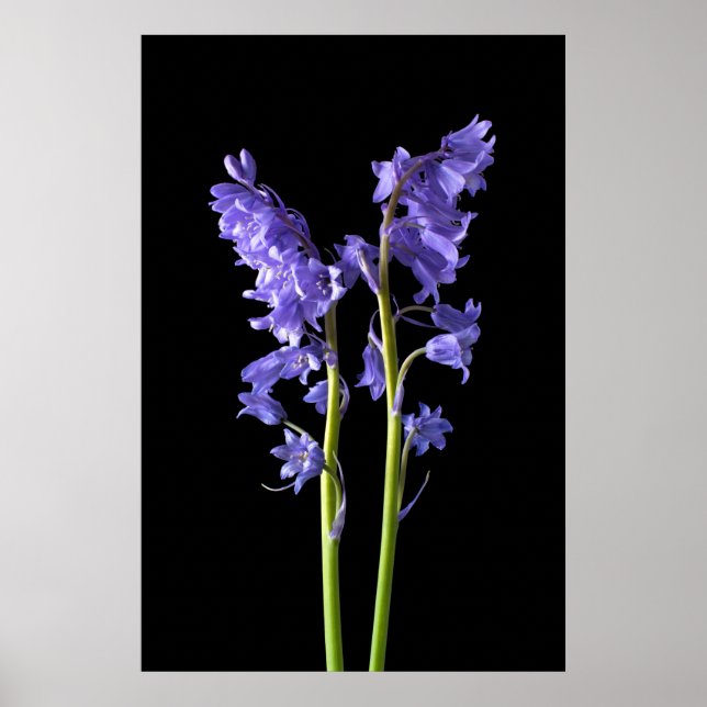 Bluebells, From the very Woods I Created! Poster (Front)