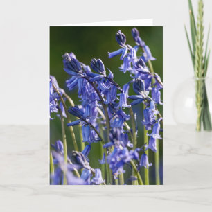 Bluebells - Greeting Card