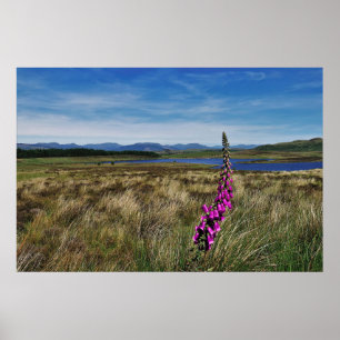 Bluebells in Scotland Poster