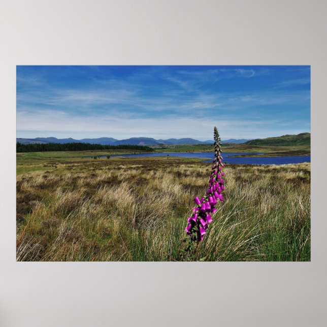 Bluebells in Scotland Poster (Front)