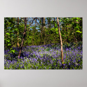 Bluebells in the woods Poster