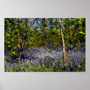 Bluebells in the woods Poster