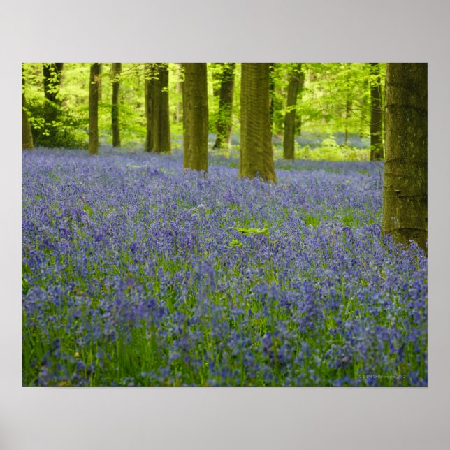 Bluebells in West Wood Lockeridge Marlborough 2 Poster (Front)
