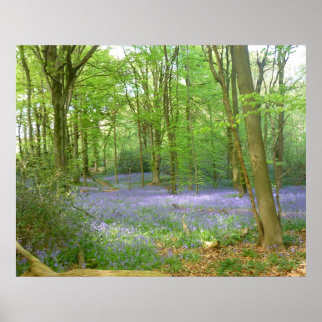Bluebells in Woods Poster (Front)