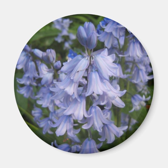 Bluebells Magnet (Front)