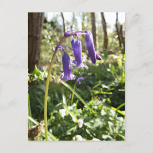 Bluebells Postcard
