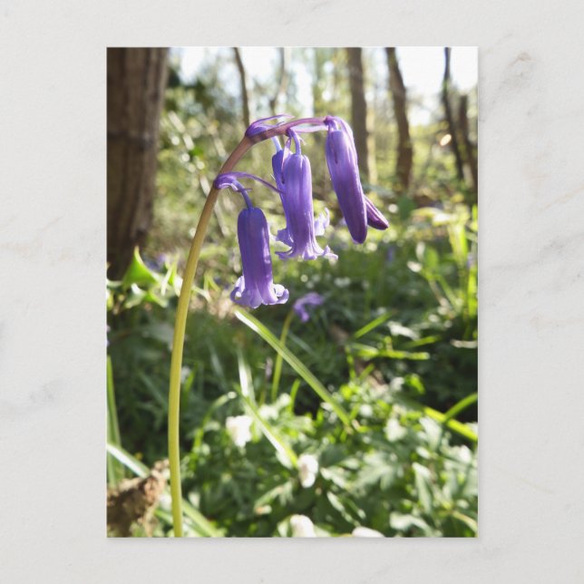 Bluebells Postcard (Front)
