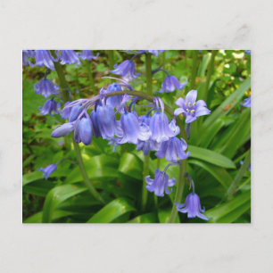 BLUEBELLS~ Postcard # 2