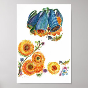 Bluebells Poster