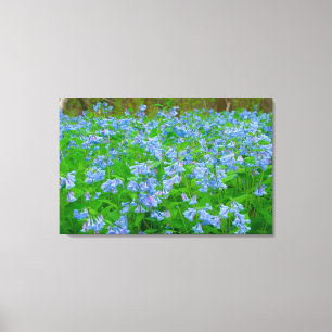 Bluebells, Three Creeks Metropark, Columbus, Ohio Canvas Print
