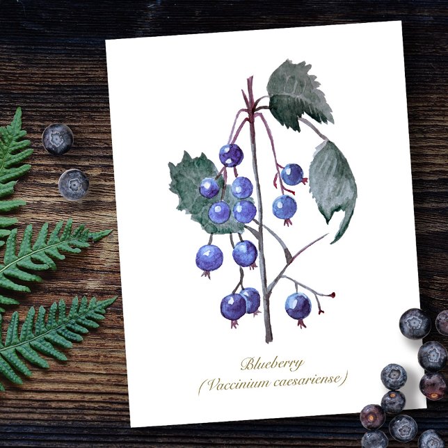 Blueberries Fruit Hand Drawn Watercolor Artwork Postcard (Creator Uploaded)