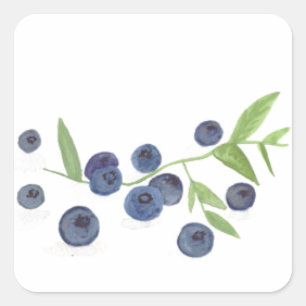 Blueberries fruit kitchen watercolor berries chic square sticker